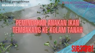 Pemindahan Anakan Ikan Tembakan Ke kolam Tanah | Pemijahan Ikan Tembakang | Agar Ikan Cepat Besar