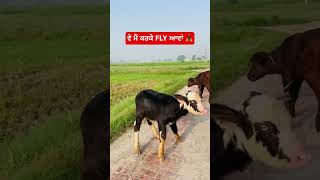 Nilravi lovers #funnyanimals #niliravi #buffalo #bull ￼#niliravibuffalo #animals