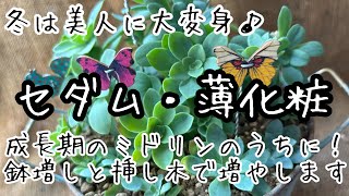 【多肉植物】美しく紅葉するセダム・薄化粧　挿し木で増やします