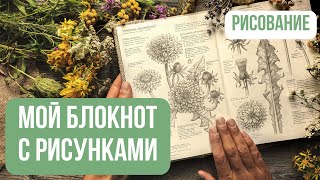 Листаем мой ботанический БЛОКНОТ🌿| Ботанические рисунки карандашом | Мой ботанический дневник