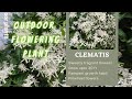 Outdoor decorative plant | Clematis Plant | Best Climber for Summers | white flower