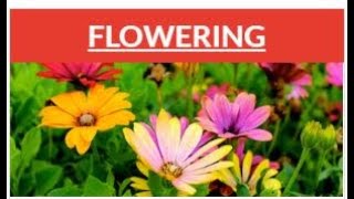 Growing With Canvas 4 5 Speed Grader