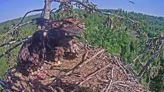 LDF Jūras ērglis ~ Probably a heron flies around, Eaglets are calling~17:03 PM 2019/06/04