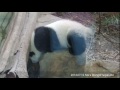 2014.07.16 圓仔便便 the giant panda yuan zai