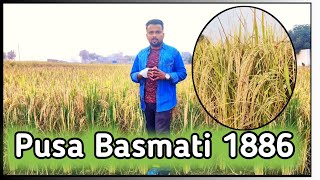 Pusa Basmati 1886 || पूसा बासमती 1886|| 🌾