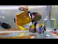 formosaaqua feeding show β glucan葡聚醣飼料餵食秀，深水日本蝶 japanese butterflyfish chaetodon nippon