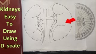 Easy Kidney Drawing with D-Scale | Step-by-Step Guide for Beginners