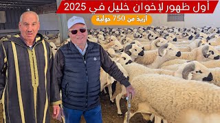 حصريا أول ظهور لإخوان خليل، أزيذ من 750 حولية و أزيذ من 250 فحل ملوك الصردي في المغرب