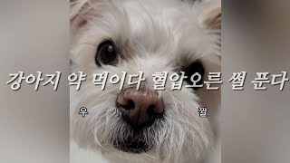 [반려생활] 우리 강아지는 주인 개인기도 잘 시켜요(?)