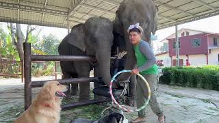 การถ่ายทอดสดของ Elephant Thailand