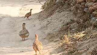 grey francolin family | Partridge birds family