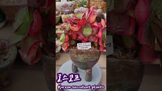 Korean succulent plants: 로스코프