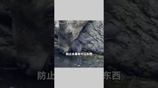 我的短视频搞笑配音 116 #short