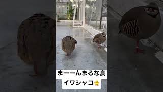 見たことある！？まんまるな鳥のイワシャコ