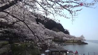 【過去動画】海津大崎の桜並木（2017年4月14日　滋賀県高島市）