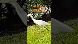 0923週六 補班日加油 #台灣 #台北 #打卡地 #鳥 #鳥類 #日曆 #早安 #中秋