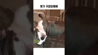 뭔가 귀여운 아이당 헤헤 #Shorts