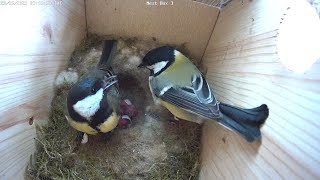 Kjøttmeisegg klekker // Great tit eggs hatches - May 23rd-24th, 2023