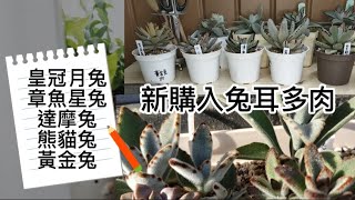 新購入兔耳多肉|換盆日記|兔耳多肉一年的變化|植物男子