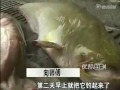 奇闻两条百斤大鲶鱼 生死不相离