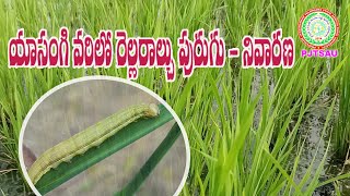 వరిలో రెల్ల రాల్చు పురుగు - నివారణ  Rabi Rice   Climbing Cutworm / Armyworm - Control II PJTSAU II