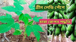 গ্রীন লেডি পেঁপে চারা রোপন সঠিক পদ্ধতি।  এই নিয়মে চারা রোপন করলে প্রচুর পেঁপে ধরবে papaya Farming