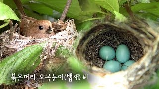 붉은머리오목눈이 관찰#1 뱁새 알 품기 (포란/抱卵/brooding of eggs-Parrotbill)