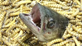 大量の虫の中に肉食魚の頭を入れたら衝撃の結果に...