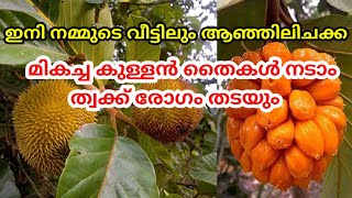 ആഞ്ഞിലി ചക്ക ഇനി നമ്മുടെ വീട്ടിലും നടാം||keldan anjili||#howtogrow #gardening #malayalam #anjili