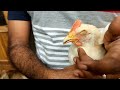 കോഴിയുടെ കണ്ണ് നീര് വന്നു വീർക്കുന്നുണ്ടോ treatment for coryza in chickens