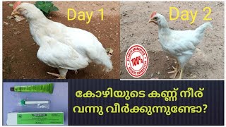 കോഴിയുടെ കണ്ണ് നീര് വന്നു വീർക്കുന്നുണ്ടോ? |  Treatment for Coryza in Chickens