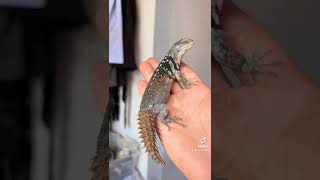 Yucatán Spiny Tailed Iguana #dwarfiguana #shorts