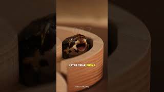 Mengapa Katak Menutup Mata Saat Makan?! 🐸🍴 #informatif #faktaunik 🌟