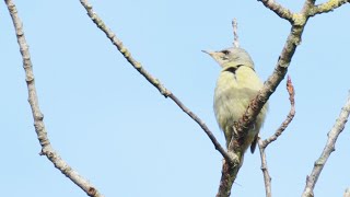 Grauspecht (Picus canus)