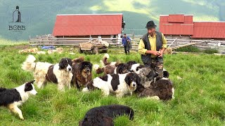 11 câini ciobănești puternici, Munții Rodnei | Apărători ai oilor de LUPI și URȘI | Mulsul dimineața