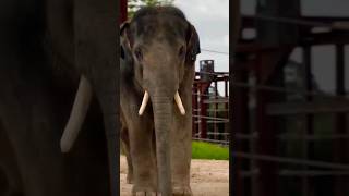 இந்த யானையின் நல்ல மனச பாருங்களேன்... #இயற்கை #tamilvlog #shortvideo #shorts #யானை #elephant #cute