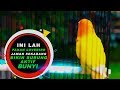 INILAH PAKAN LOVEBIRD JAMAN SEKARANG BIKIN BURUNG AKTIF BUNYI