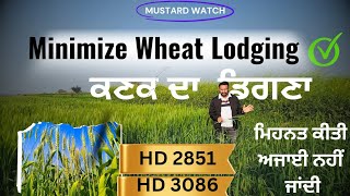 wheat mixing HD2851 and HD3086, minimize crop lodging