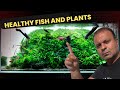 Aquascaping Ideas For Your Next Planted Aquarium Nature Style Aquascape