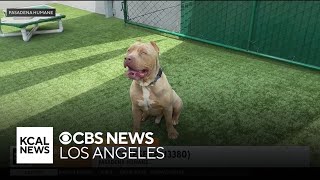 Big Cheese is a gentle giant looking for a fovever home | Pet of the Weekend