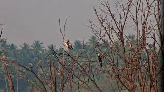 Vellode Birds Sanctuary