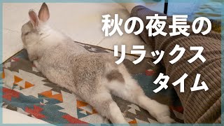 秋の夜長のリラックスタイム♪飼い主と一緒にゴロンなさくちゃん