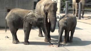 とべ動物園アフリカゾウ家族のお食事