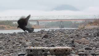 J0204　大分川　雨の日　ビビファミリー（ハシボソガラス）Oita River　Rainy Day　BIBI Family (Wild Carrion Crow)