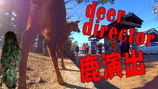 7. 奈良公園ドッキリ：監督兼主役 鹿 Bushman Prank Directed by Deer, Japanese Reactions at Nara Deer Park Japan