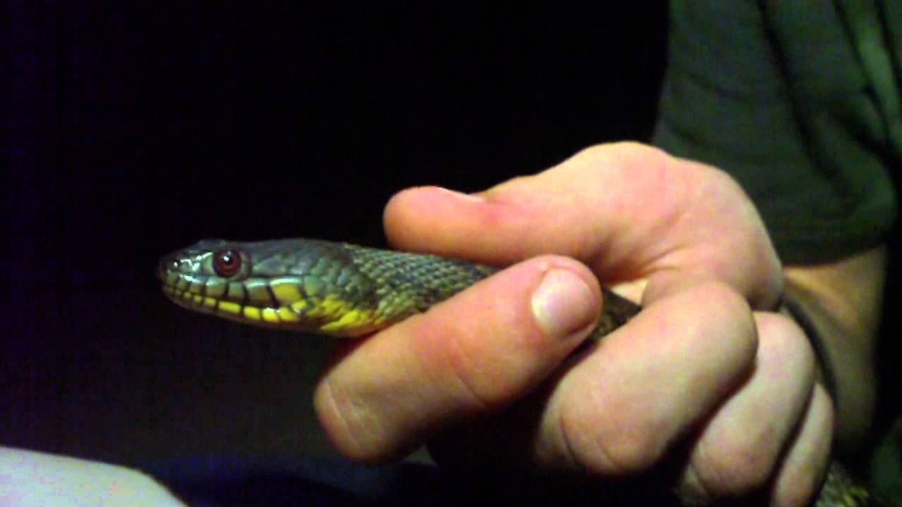 Diamondback Water Snake - YouTube