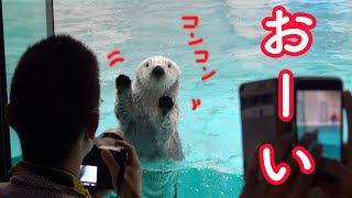 ラッコのメイちゃんのお客さまサービス!鳥羽水族館のラッコのメイちゃんごはんタイム2 Sea Otterr”May\