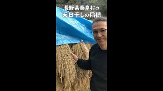 【天日干しのお米】長野県 泰阜村の山村留学の子どもたちは自分でお米を作っています。