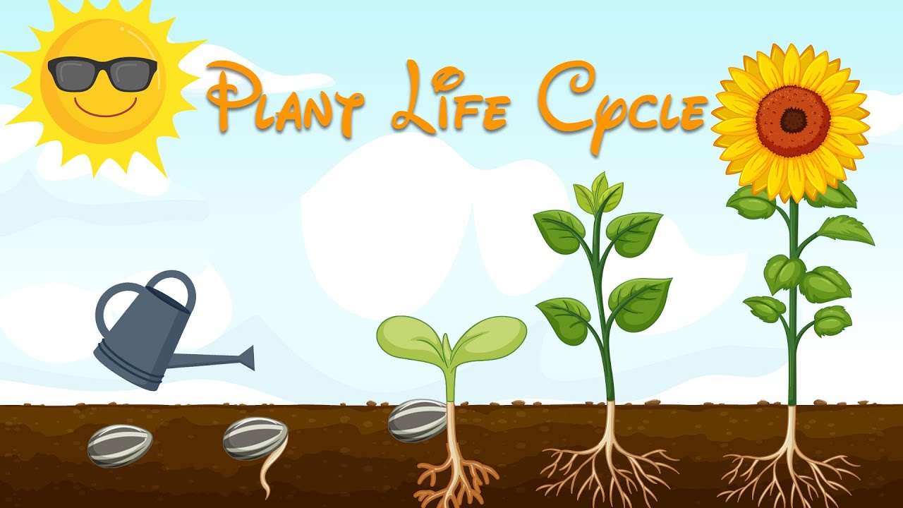 Plant Life Cycle - Learning Life Cycle - Videos For Kids And Toddlers ...