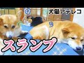 【犬猫アテレコ】不穏な留守番